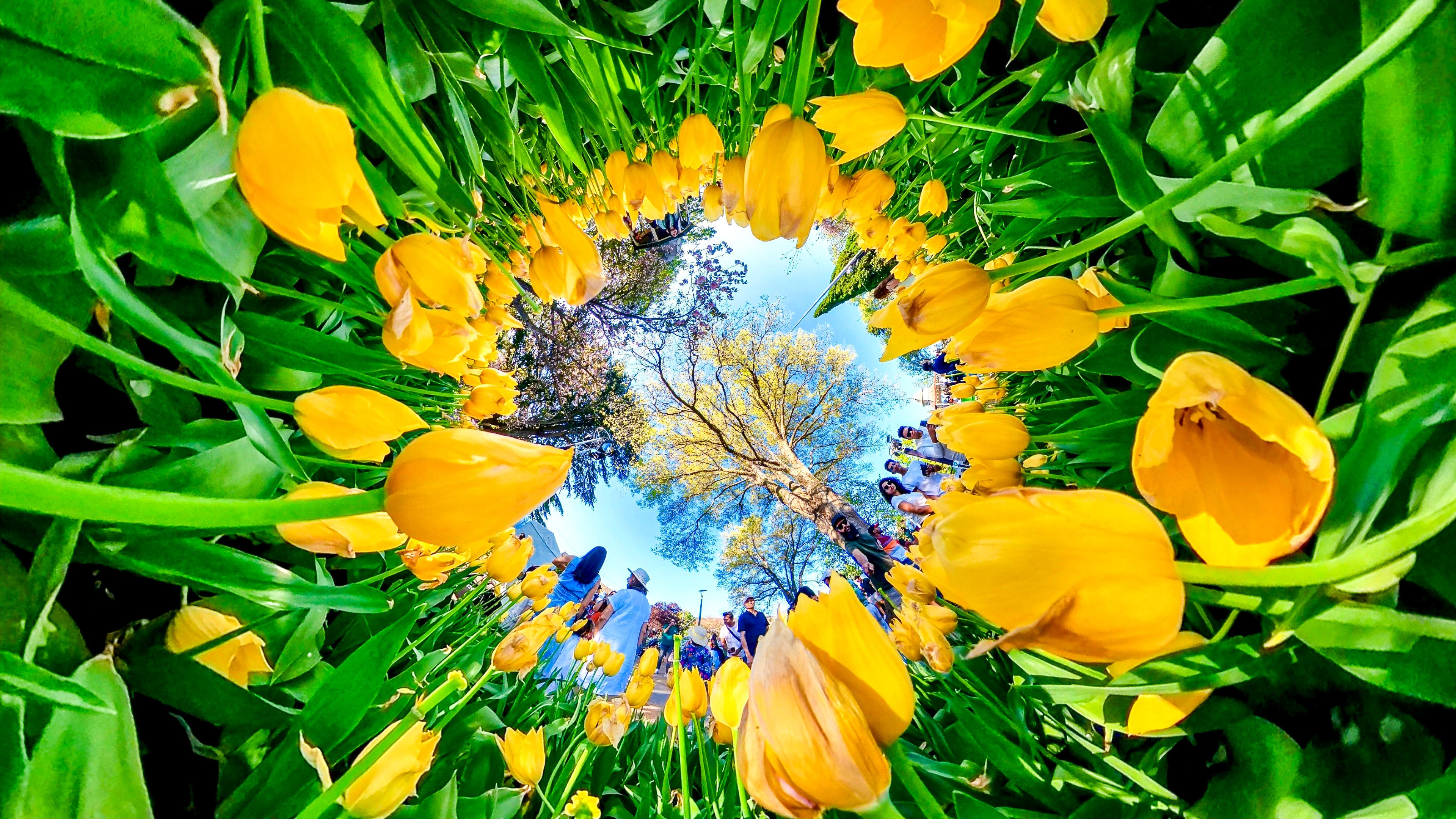 Tulip Time Festival